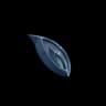 Lightless Bone