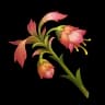 Flor funeraria