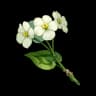 Flor chingxin